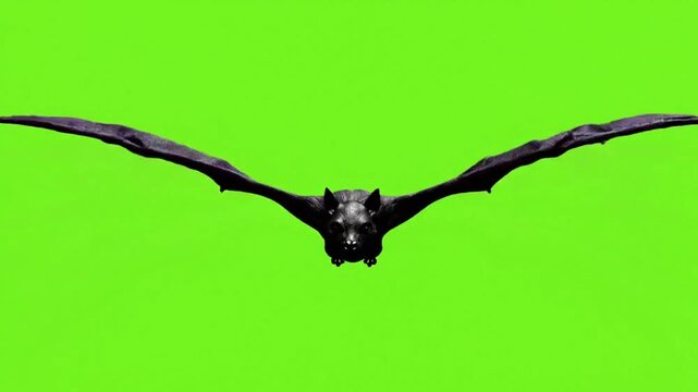 3D animation black creepy bat silhouette flies flapping wings on chroma key green screen background for spooky, halloween wildlife concept.