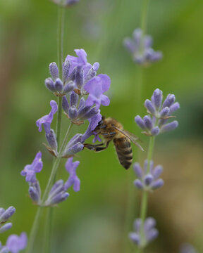 Bee on the purple lavender flowers. Close up