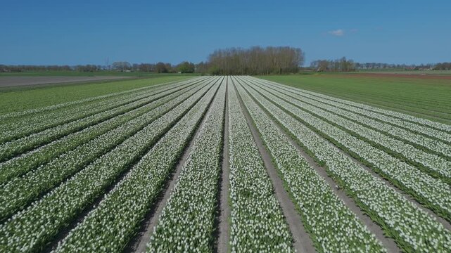 Aerial drone footage flying over a field of white tulips arranged in long straight rows. Scenic agricultural landscape with trees in the distance under a clear blue sky.