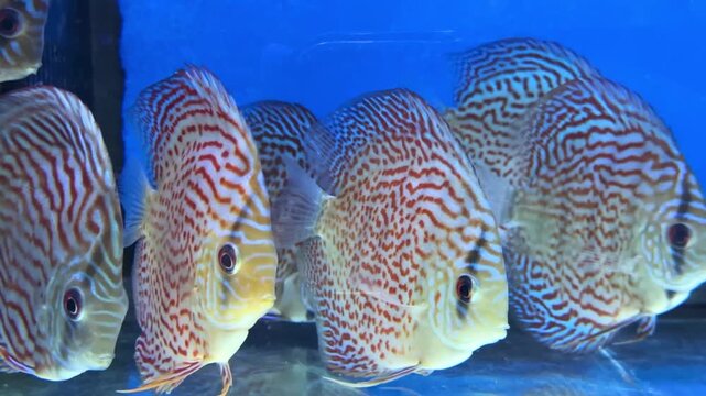 group of vibrant discus fish swimming in an aquarium with a blue background, suitable for use in marketing materials, educational resources, or business presentations related to aquatic life, pets