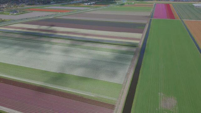 Aerial drone footage flying over vibrant tulip and hyacinth fields arranged in long colorful stripes. Dynamic movement across agricultural farmland creating abstract patterns in a rural landscape.