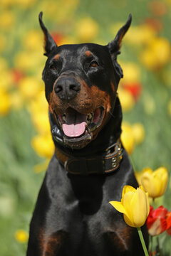 Adult dobermann in spring tulips in the garden. Dog outdoor