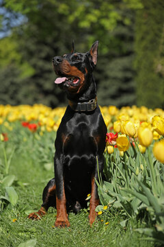 Adult dobermann in spring tulips in the garden. Dog outdoor