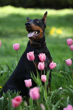 Adult dobermann in spring tulips in the garden. Dog outdoor