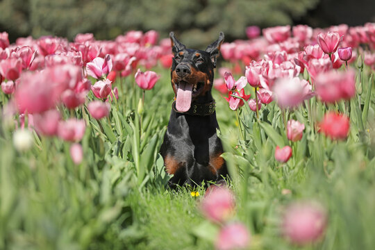 Adult dobermann in spring tulips in the garden. Dog outdoor