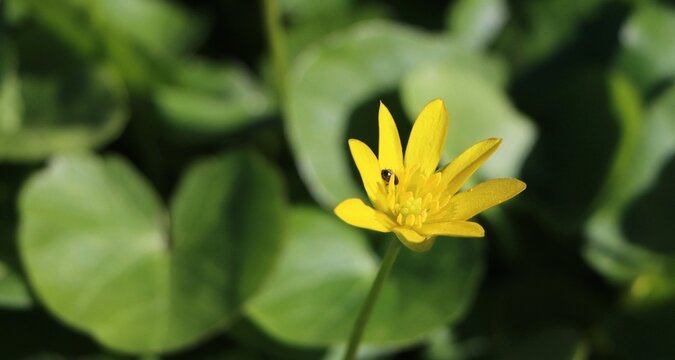 Spring background with lesser celandine (Ficaria verna) spring flower growing in a meadow