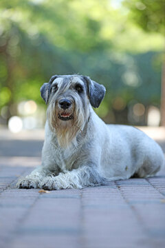 Cute mittelschnauzer walking outdoor in the park
