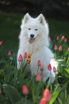 Beautiful samoyed dog outdoor with spring tulips