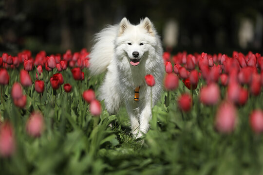 Beautiful samoyed dog outdoor with spring tulips