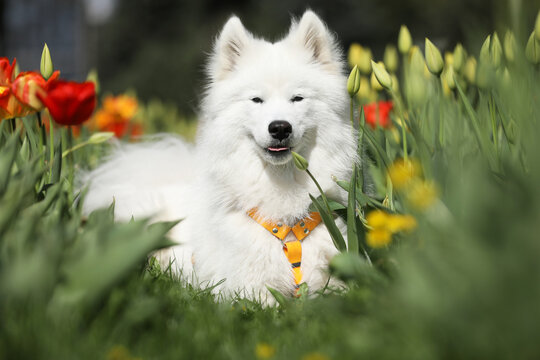 Beautiful samoyed dog outdoor with spring tulips