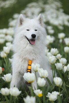 Beautiful samoyed dog outdoor with spring tulips