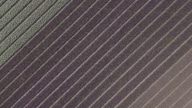 Aerial drone footage starting close above flower fields and pulling up while rotating, revealing colorful tulip and hyacinth rows forming abstract patterns in an agricultural landscape.