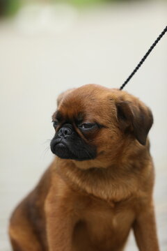 Cute griffon dog outdoor. Dog portrait