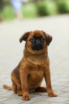 Cute griffon dog outdoor. Dog portrait