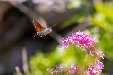 Obraz premium Hummingbird Hawkmoth feeding off Red Valerian during Summer. England, UK.