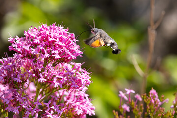 Obraz premium Hummingbird Hawkmoth feeding off Red Valerian during Summer. England, UK.