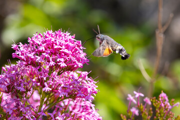 Obraz premium Hummingbird Hawkmoth feeding off Red Valerian during Summer. England, UK.