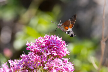 Obraz premium Hummingbird Hawkmoth feeding off Red Valerian during Summer. England, UK.