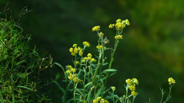 Golden Mustard Flower Field Swaying in Wind | Rural Bangladesh Nature Cinematic Landscape