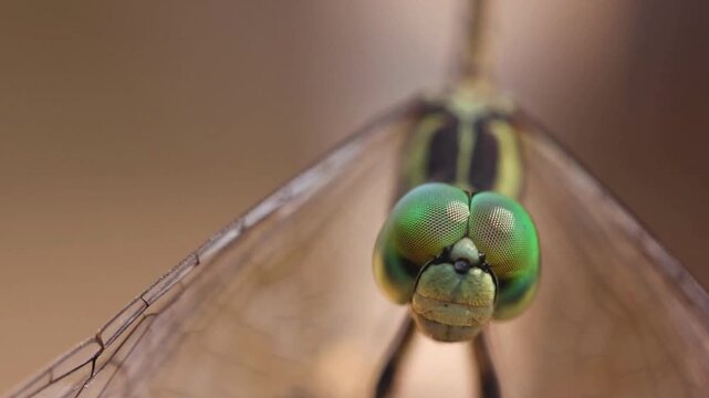 Macro shot of a dragonfly with detailed eyes and wings.