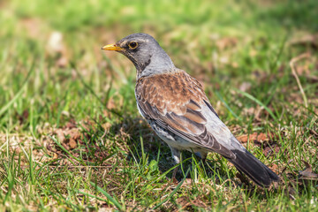 Kwiczoł(Turdus pilaris).  © Janusz Lipiński