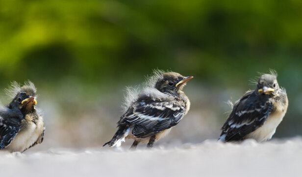 Three white wagtail, Motacilla alba, babies
