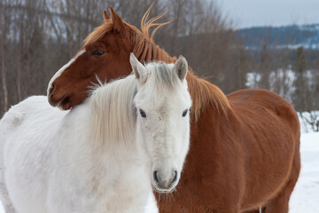 Obraz premium Icelandic horses