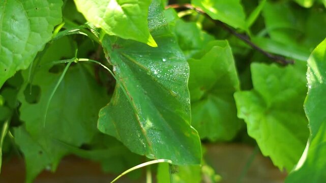 Water Droplets on Taro Leaves Swaying in Gentle Breeze | Cinematic Nature Background Bangladesh