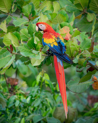 Scarlet macaw (Ara macao) perched on a branch in Costa Rica, full body portrait of a colorful tropical parrot in the wild, lush green foliage. © Daniele Tavolini