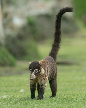 White-nosed coati (Nasua narica) standing on the grass in Costa Rica, mammal with long tail raised in a natural environment.