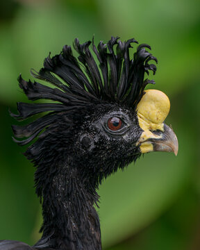 Great curassow (Crax rubra) male headshot in Costa Rica, close-up of a tropical bird with curly black crest and yellow beak knob.