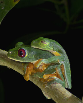 Red-eyed tree frogs (Agalychnis callidryas) in amplexus on a branch, mating behavior of tropical amphibians in the rainforest, dark night background.
