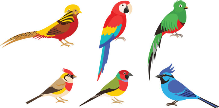 Colorful tropical birds collection with parrot macaw finch and exotic species isolated vector illustration set for wildlife design