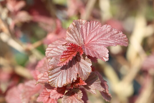 Physocarpus opulifolius Lady in Red ('Tuilad'), New spring ninebark leaves in a bright rich red purple / bronze.  