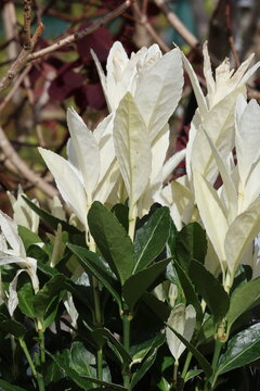 Euonymus japonicus &lsquo;Extravaganza&rsquo;, close up of dramatic pure white spring new Japanese spindle foliage with deep glossy green older leaves creating a two tone effect. 