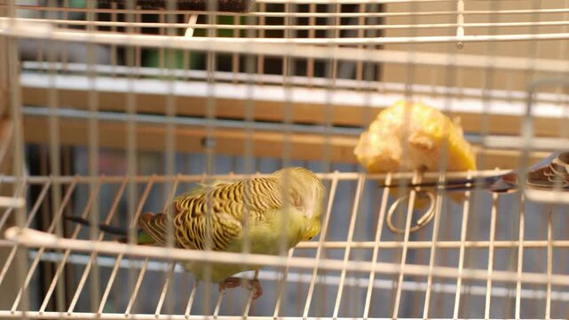 Green budgerigar parakeet perched on stick inside metal wire cage at pet market with padlock bird for sale