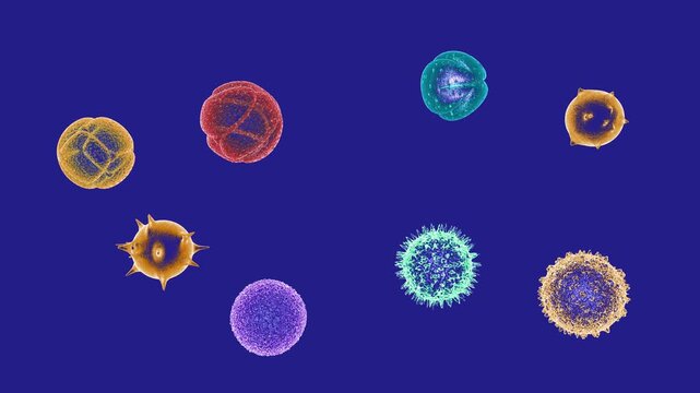 3D animation of various pollen grains moving in the air. These grains cause several spring allergies. Presented in a transparent scientific graphic style on a blue background.