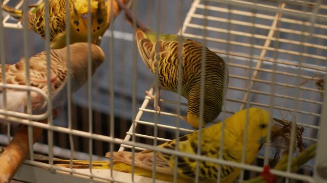Green budgerigar parakeet perched on stick inside metal wire cage at pet market with padlock bird for sale