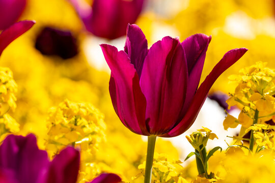 Tulpenzeit