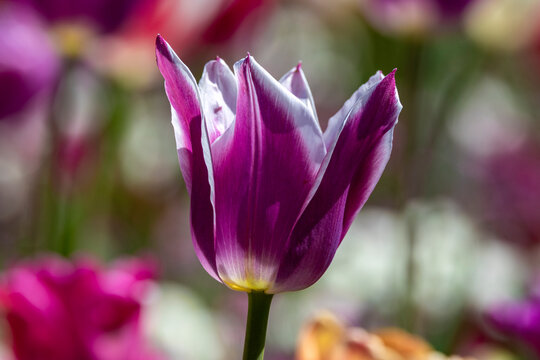 Tulpenzeit
