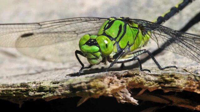 Stunning shot of a vibrant green vibrant dragonfly with large eyes perched on weathered wood, macro shot. Amazing nature 