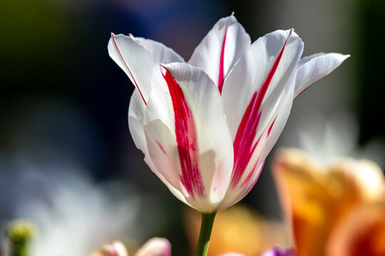 Tulpenzeit