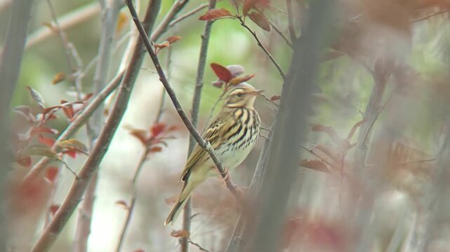 Cinematic close up of a beautiful streaked songbird perched on a tree branch, elegantly framed by soft out-of-focus foliage in its natural habitat.