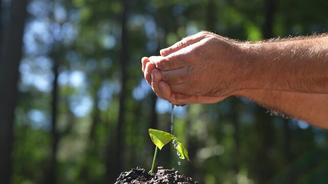 Hand pouring water on sprout growth. Gardener hand watering plant organic farming. Hand watering plant with soil particles. Slow motion hand watering young plant.