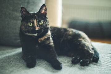 Cat © KJ