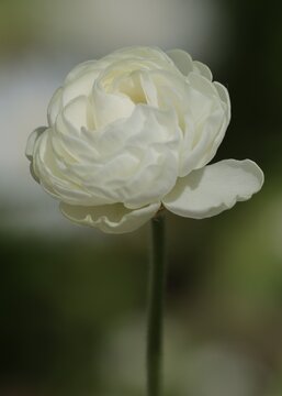 renoncule blanche