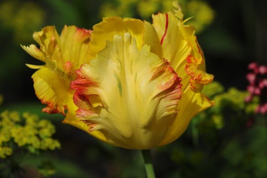 tulipe