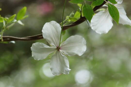 fleurs blanches