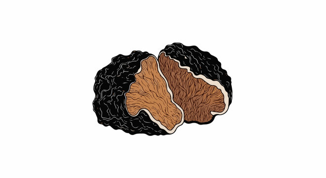 Detailed illustration of a truffle mushroom, cut in half, revealing its textured interior