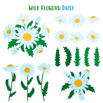 White daisy flower elements set for design creators. Botanical chamomile clipart collection with heads, leaves and stems, isolated on white. Vector flat illustration builder kit.